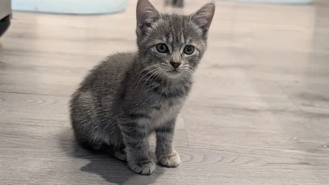 Ditzy - Domestic Short Hair