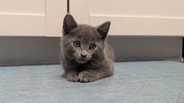 Unknown - Domestic Short Hair