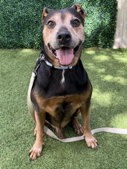 Zeus - Rottweiler