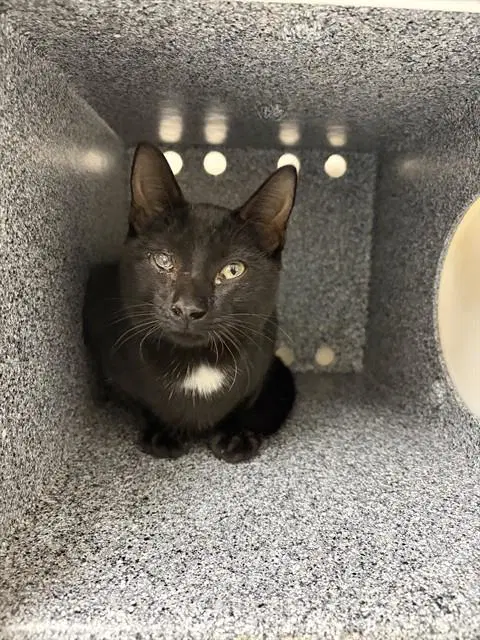 Jinx - Domestic Short Hair