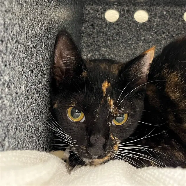 Unknown - Domestic Short Hair