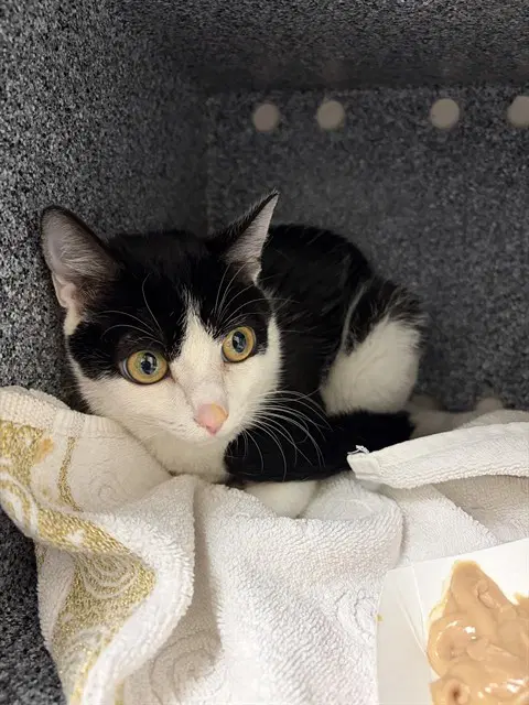 Unknown - Domestic Short Hair