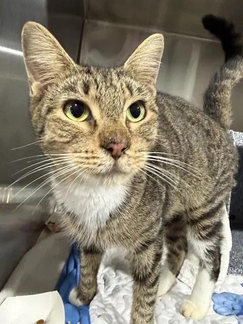 Unknown - Domestic Short Hair