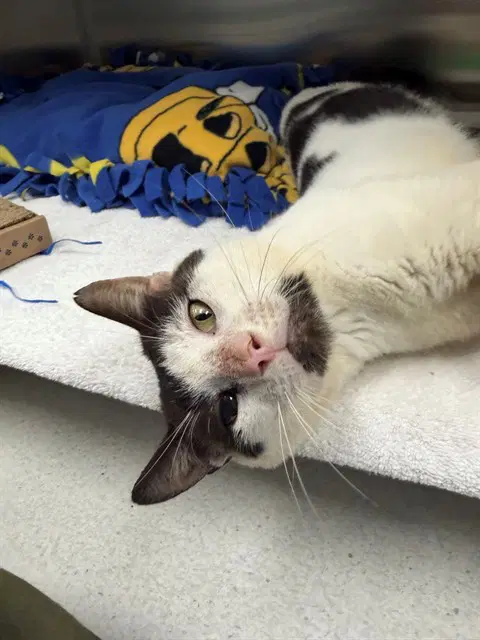 Unknown - Domestic Short Hair