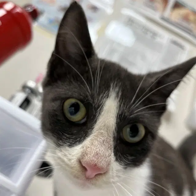 Unknown - Domestic Short Hair