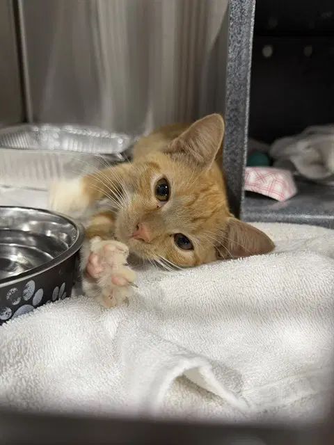 Orange Juice - Domestic Short Hair