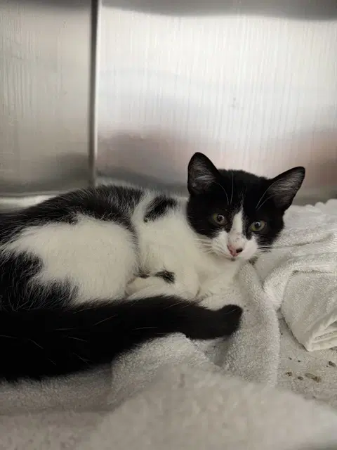 Serena - Domestic Short Hair