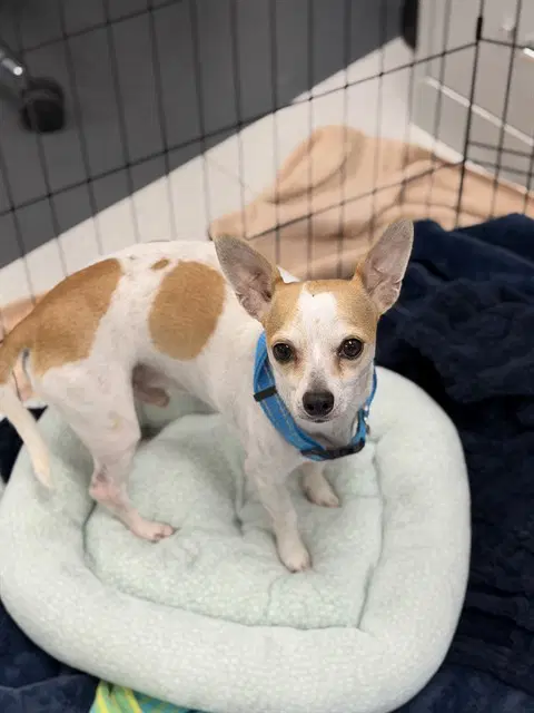 Bruno - Chihuahua