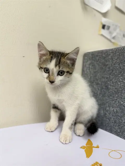 Maya - Domestic Short Hair