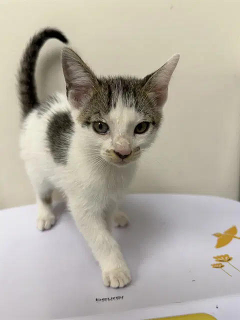 Caleb - Domestic Short Hair