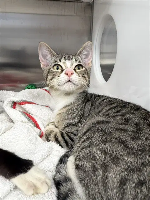 Tulip - Domestic Short Hair