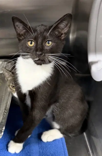 Ickis - Domestic Short Hair