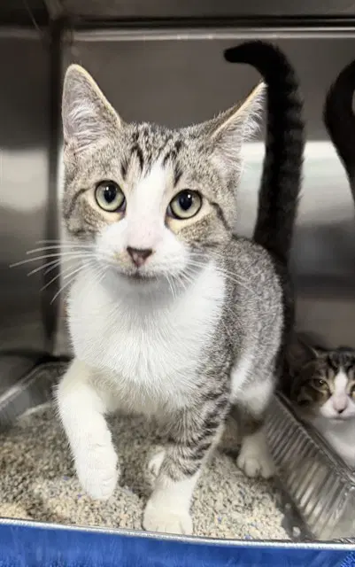 Krumm - Domestic Short Hair