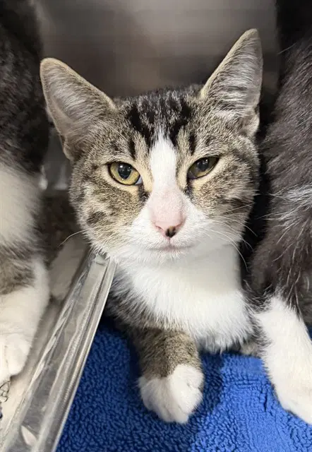 Oblina - Domestic Short Hair