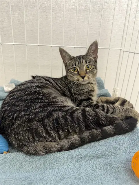 Rosie - Domestic Short Hair