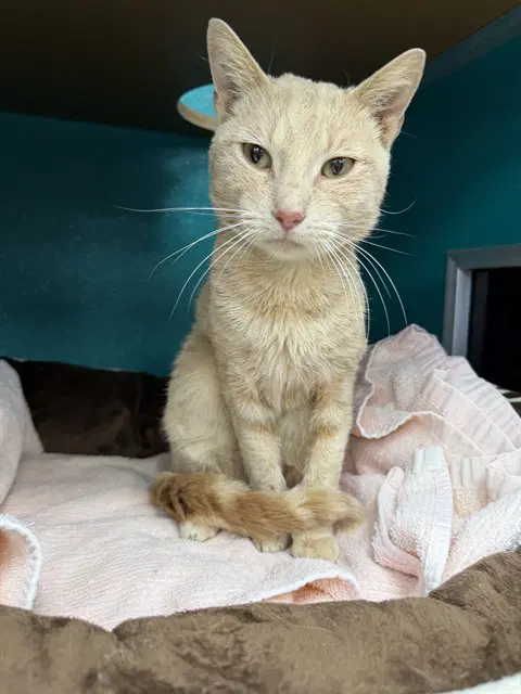 Dusty - Domestic Short Hair