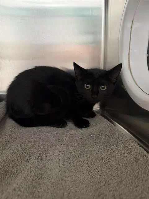Enya - Domestic Short Hair