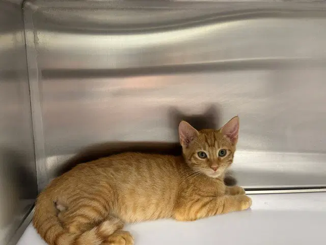 Hozier - Domestic Short Hair