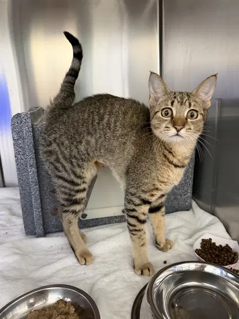 Hunter - Domestic Short Hair