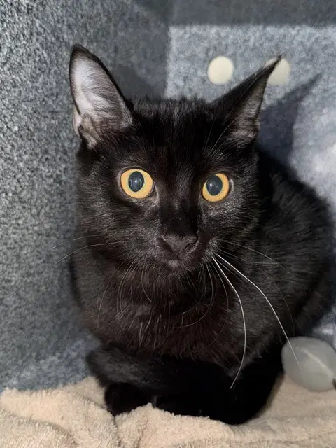 Ember - Domestic Short Hair