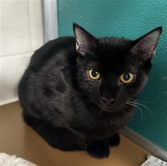 Ember - Domestic Short Hair