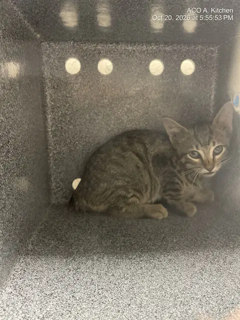 Barnaby - Domestic Short Hair