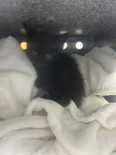Unknown - Domestic Short Hair
