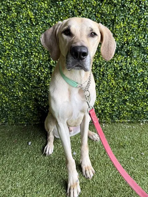 Ranger - Labrador Retriever