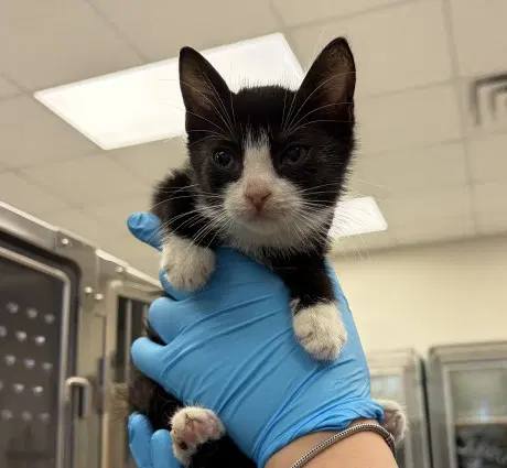 Coraline - Domestic Short Hair