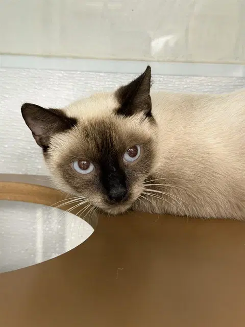 Daisy - Siamese