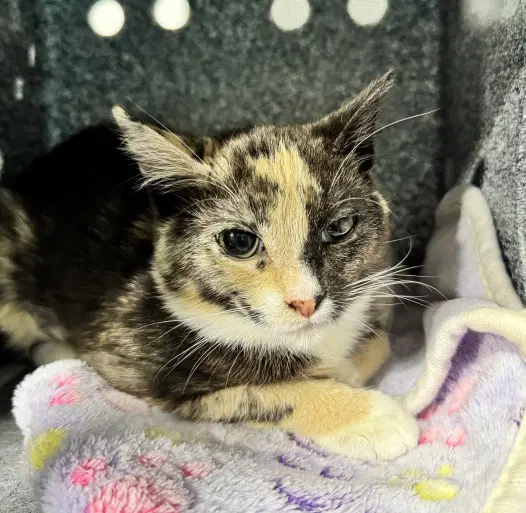 Meeche - Domestic Short Hair