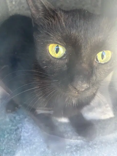 Rb - Domestic Short Hair