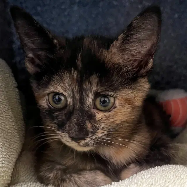 Sushi - Domestic Short Hair
