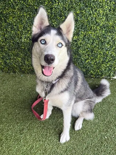 Yoshi - Husky