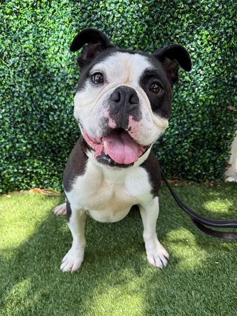 Huck - English Bulldog