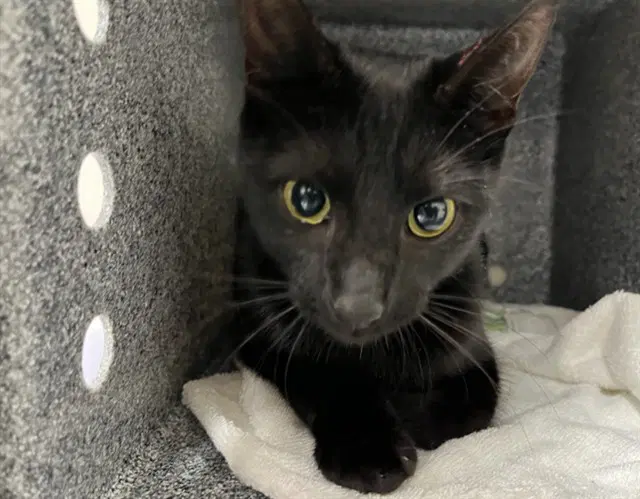 Shelby - Domestic Short Hair
