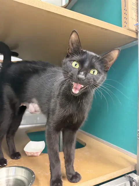 Shelby - Domestic Short Hair