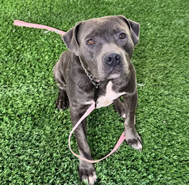 Jacob - Pit Bull Terrier