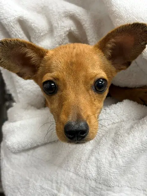 Max - Chihuahua