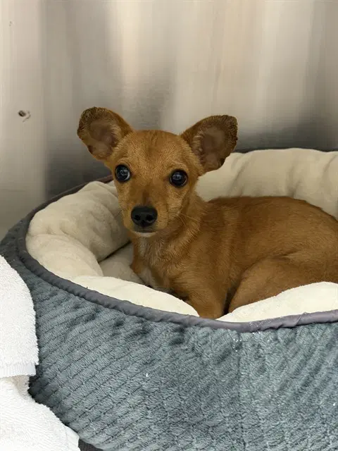 Max - Chihuahua