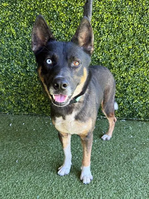 Balto - German Shepherd Dog