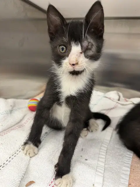Popeye - Domestic Short Hair