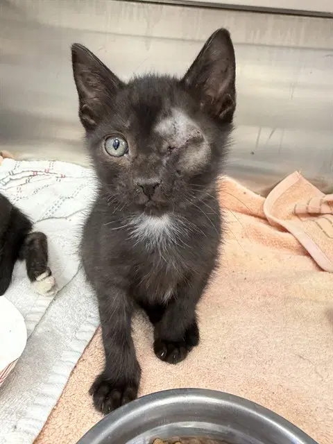 Scott - Domestic Short Hair