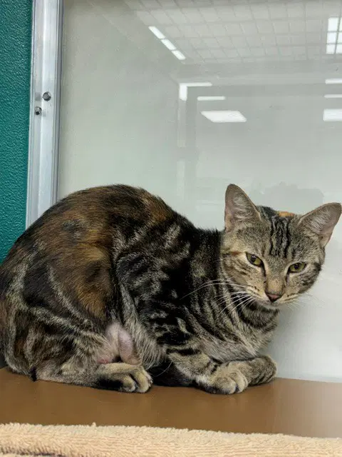 Carmella - Domestic Short Hair