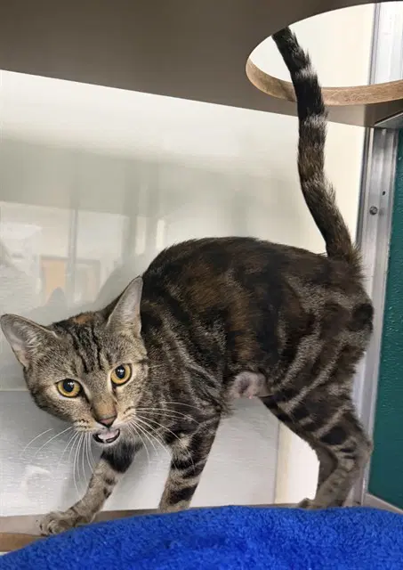 Carmella - Domestic Short Hair