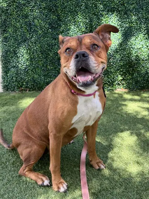 Mia - Boxer