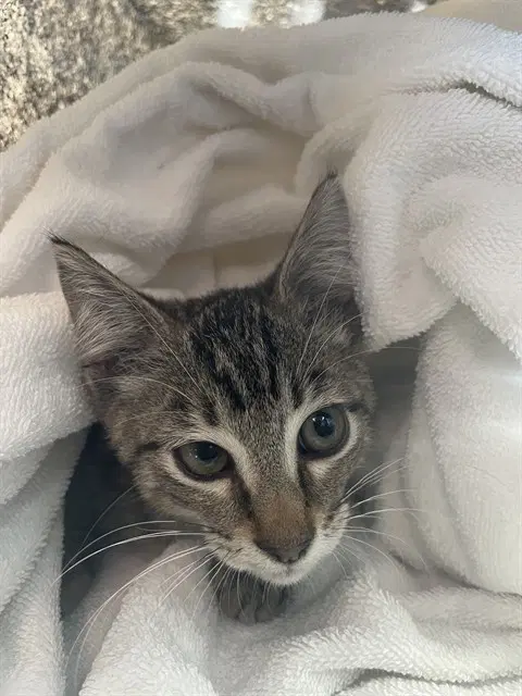 Luna - Domestic Short Hair