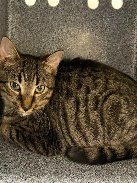 Unknown - Domestic Short Hair