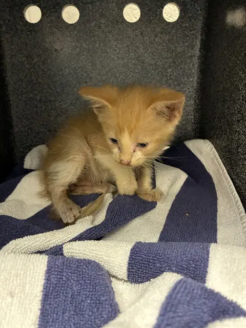 Barnaby - Domestic Short Hair