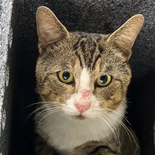 Pete - Domestic Short Hair